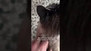 Hungry cat stares owners down until they feed him 🤣 #cats #catlover #funnycat #animals