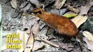 Java Mouse Deer or Tragulus Javanicus