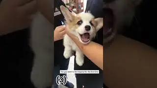 Dogs are afraid of doctors 🤣 #shorts