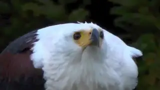 Schreiseeadler schreit