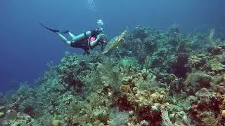 Swimming with Turtle at Hole in the wall Roatan
