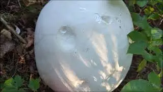 Giant Puffball ASMR