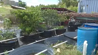 Young farmer using aquaponics in push for sustainable agriculture
