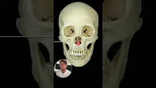 💀#anatomy #medical