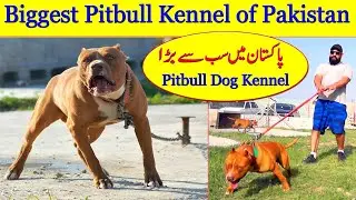 Biggest pitbull Dog kennel of Pakistan 2022 | Viral Video of Pitbull | Apex pitbull  pakistan