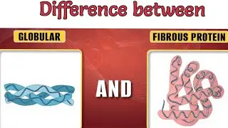 Classificationofprotein|Types of Protein| Fibrous| Globular|#protein #proteintypes #biochemistry