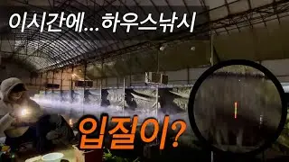 이시간에도 하우스 낚시 입질이 ? 