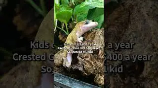 Caring for kids: hard. Caring for crested geckos: easy! The choice is obvious! 🦎