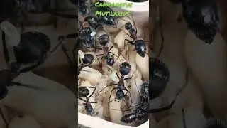 Un beau up de population 😍 #ants #fourmis #hormiga #nature #camponotus #mutilarius #insects