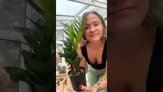 ЗАМИОКУЛЬКАС / часть 1, посадка