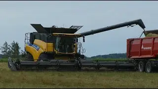 Grass Seed Harvest 2024 Denmark #2 | MacDon FD140 | New Holland 9.90