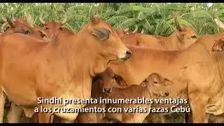 ABCSindi - Associa&ccedil;&atilde;o Brasileira dos Criadores de Sindi - Espanhol