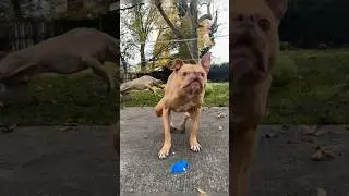 Most funny and dangerous dogs of the month #funny #fails #shorts
