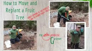 Moving and Replanting a Fruit Tree in Early Spring