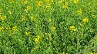Excellent Mustard crop. Variety Name - Zordar  90 Days Crop