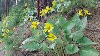 A Tribute to Arrowleaf Balsamroot