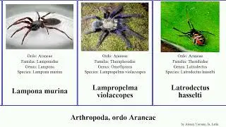 Arthropoda, ordo Araneae avicularia alpina gamba radiata gracilis aquatica versicolor blondi