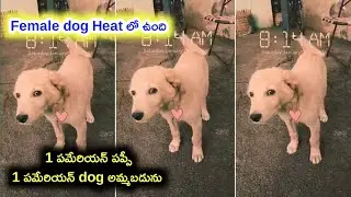 Good quality Pomeranian dogs for sale in telugu/7286047110 /aj pets