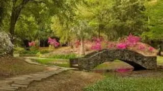 Jungle Gardens - Avery Island