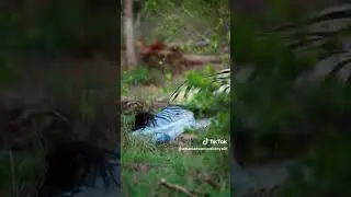 ZEBRA GIVING BIRTH