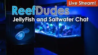 ReefDudes Saltwater Reef Chat Live stream - Saltwater, Reefs and Jellyfish!