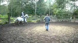 Ocho r&eacute;education d'un r&eacute;tif - au galop