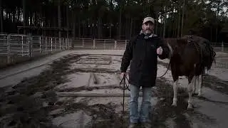 Conscious awareness in horsemanship, Self study formula!