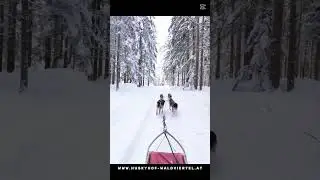 Husky Ausfahrt in Alt-Nagelberg bei Huskyhof-Waldviertel