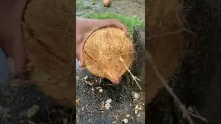 Peel fresh yellow coconut from the Shell