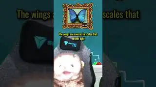 Ferret Friday - Pokemon Science: Butterfree