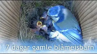 7 dagar gamle bl&aring;meisbarn