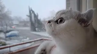 Cats and Kittens are Watching Snowfall for the First Time... ❄️