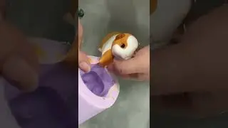 WOW Cute Guinea Pig !!!! #squishy #stressrelief #handmade #stressreliever #guineapigs  #asmr #pig