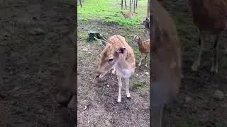 Bambi und seine Geschwister #shorts #bambi #tierlieb