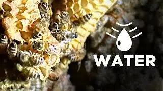 Bee Removal From A Water Meter Box 🐝