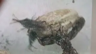 Have You Seen Maize Weevils Sitophilus zeamais Under Microscope? Why Beetles Are Running? SlowMotion