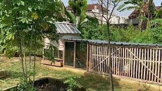 Berkebun di belakang rumah setiap hari panen banyak sayuran hasilnya memuaskan 