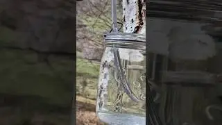 How to harvest Birch Sap