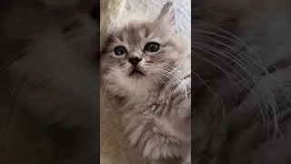 Kitten&rsquo;s Adorable Smile Caught on Camera &ndash; The Ultimate Relaxation You Didn't Know You Needed!