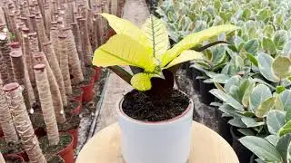 Croton Iceton | Live from the Nursery Series