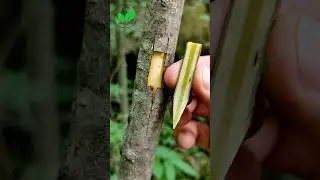 Plant grafting techniques persimmon tree side grafting in July- #grafting #diy #shorts #yt #bonsai