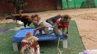 #Animals One Family is live, #love animals , #monkey ,#animals