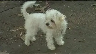 PAWS Act cracks down on animal abuse