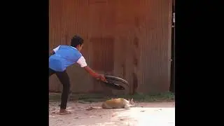 Circle Ring Prank With Sleepy Dog | Funny Dog Prank | Laughing world