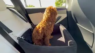 NEEZUKAR Dog Car Seat | Cozy Booster for Small & Medium Dogs