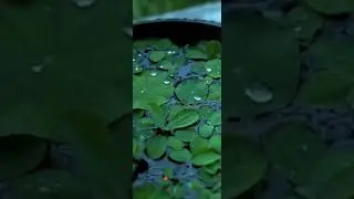 Rain Mood🌦️⛈️ WhatsApp status | Vaseegara Bgm | Full screen WhatsApp status | Rain Status | ☔