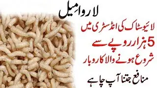 Larvae Maggot Meal |Feed for fancy birds|Low Cost Livestock Business! Protein Farm کم قیمت کاروبار