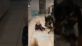 Paralyzed dog teaches baby how to walk ❤️