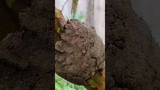 Guava tree air layering