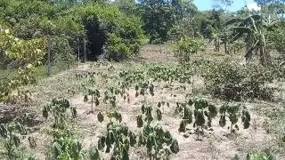 Plantação  de quiabo